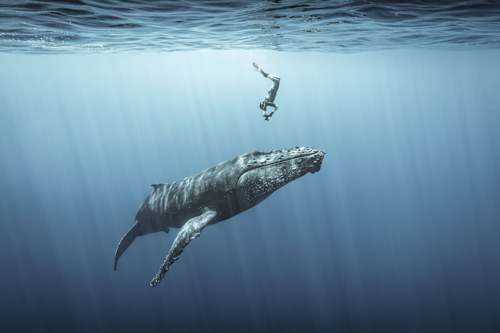 Самые впечатляющие фотографии финалистов конкурса Ocean Photography Awards 2021