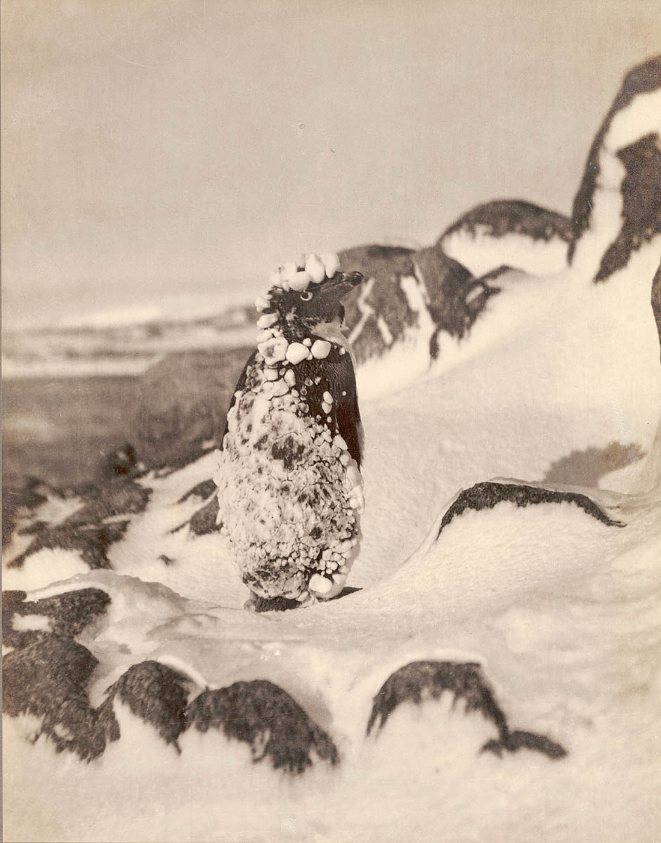 Фотографии из экспедиции 1911 года в Антарктиду
