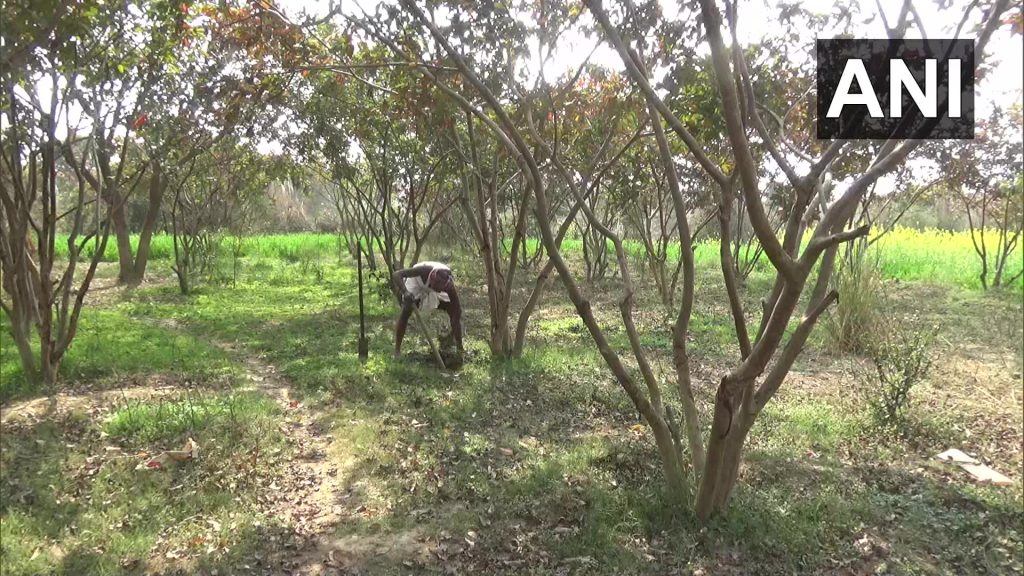 Индиец превратил бесплодную землю в сад из 10.000 деревьев