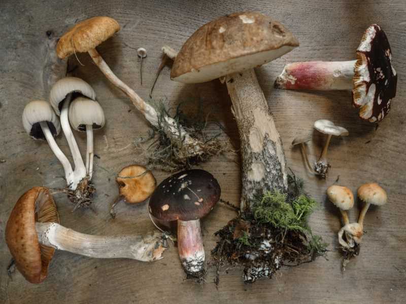 Почему одни грибы ядовитые, а другие — нет?