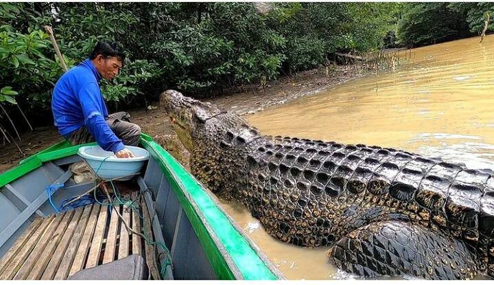 Дружба индонезийского рыбака с крокодилом