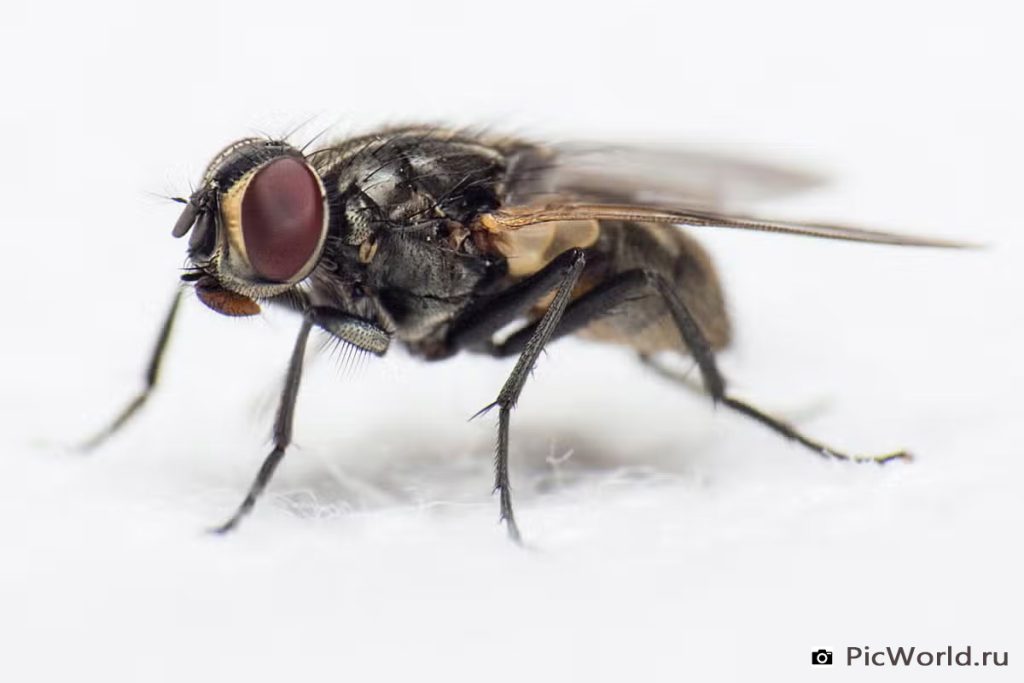 Во время колоноскопии врачи обнаружили в кишечнике мужчины живую муху
